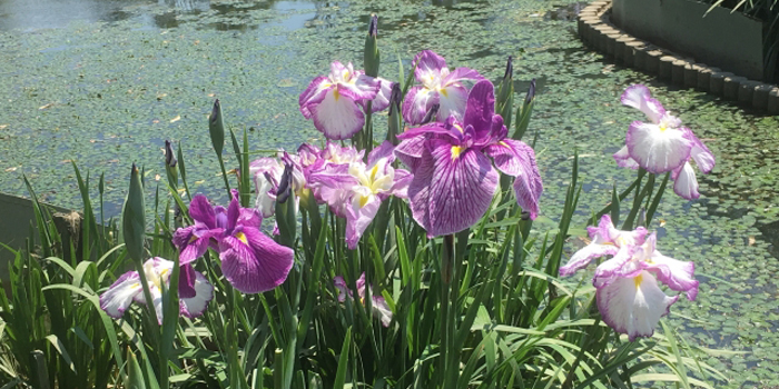 愛知県の花　カキツバタ