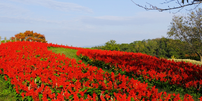 愛知県安城市の花　サルビア