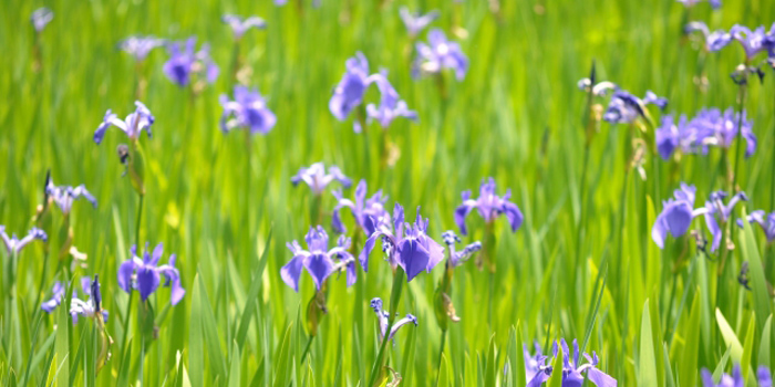 愛知県知立市の花　カキツバタ