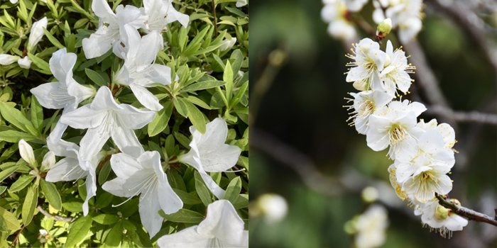 愛知県知多市の花　つつじ・うめ