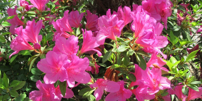 愛知県半田市の花　サツキ