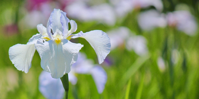 愛知県碧南市の花　ハナショウブ