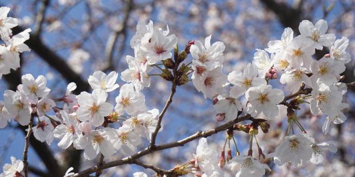 愛知県春日井市の花　さくら