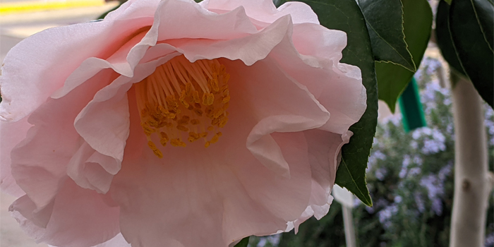 額田郡幸田町の花　ツバキ