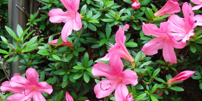 愛知県長久手市の花 サツキ