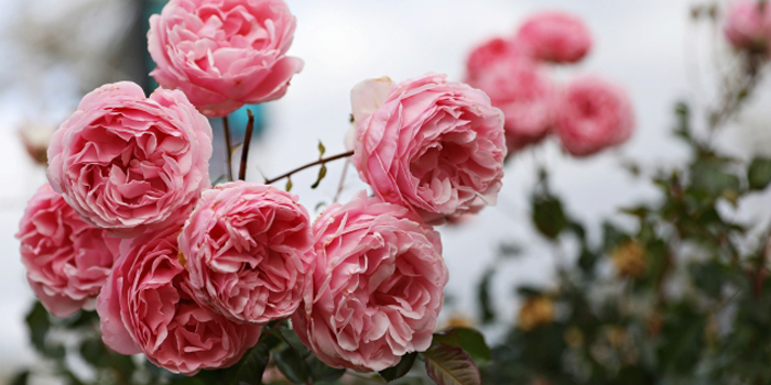 愛知県西尾市の花 バラ