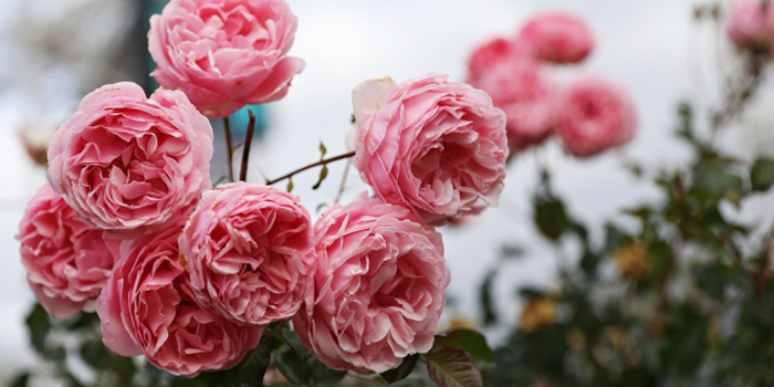 愛知県西尾市の花　バラ