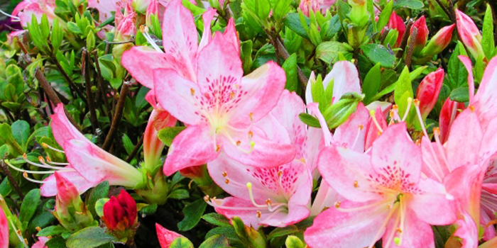 愛知県日進市の花　つつじ