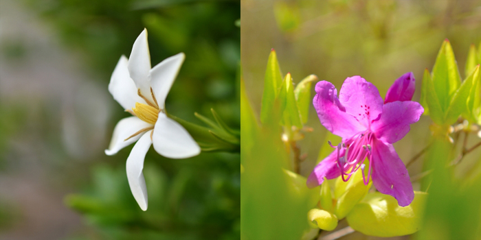 愛知県大府市の花　クチナシ・ツツジ