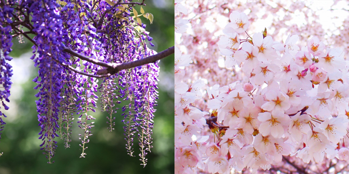 岡崎市の花　フジ・サクラ