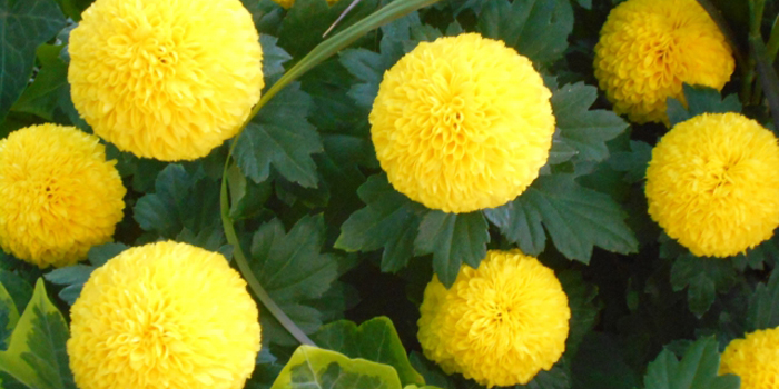 愛知県高浜市の花　キク