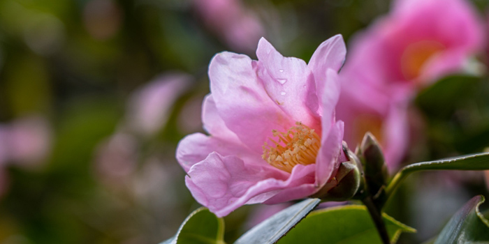 愛知県常滑市の花　サザンカ