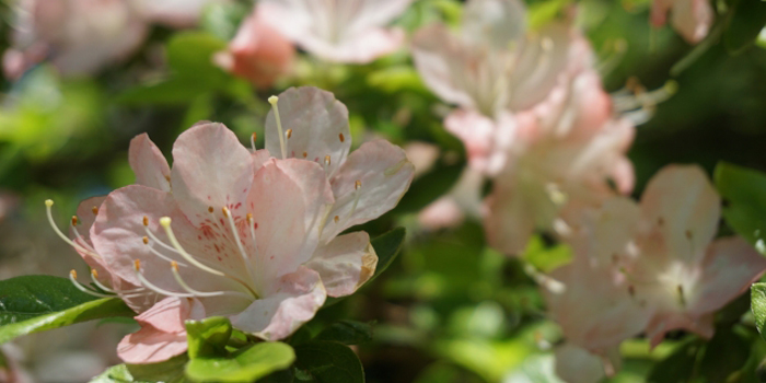 愛知県豊橋市の花　つつじ