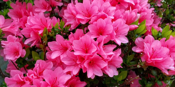 愛知県豊川市の花　さつき