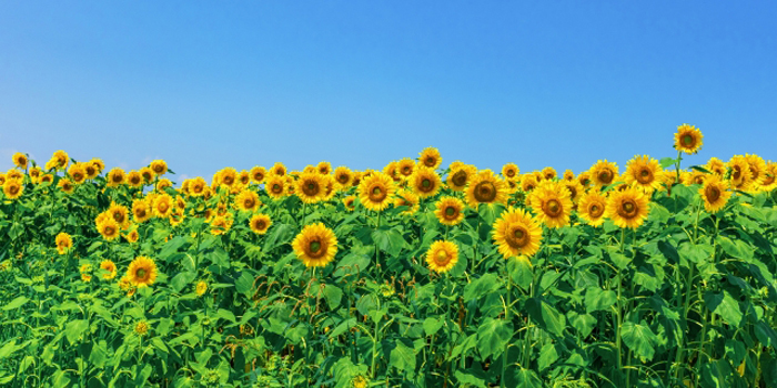 愛知県豊田市の花　ヒマワリ