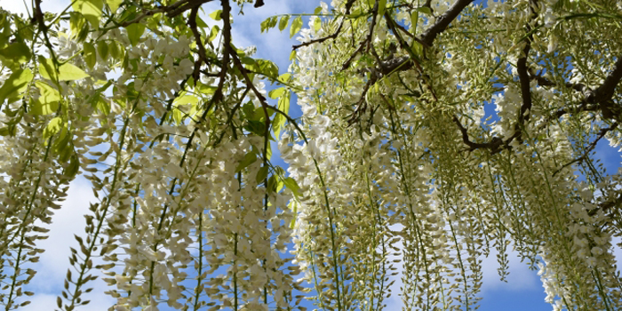 愛知県津島市の花　フジ