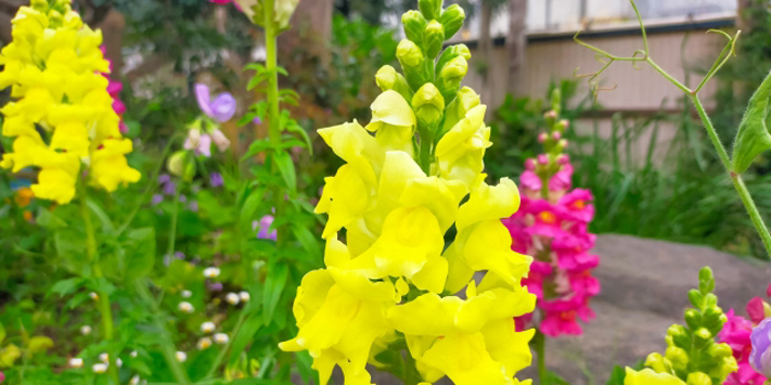 愛知県弥富市の花　キンギョソウ