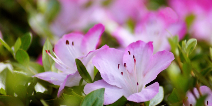 秋田市の花 サツキ