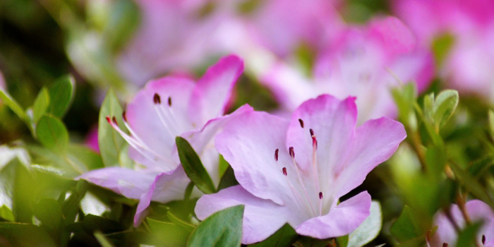 秋田市の花　サツキ