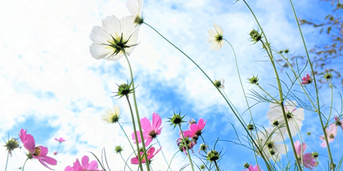 秋田県大仙市の花　コスモス