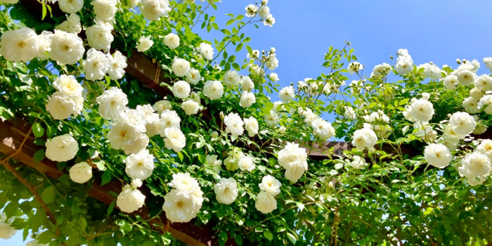 秋田県潟上市の花　バラ
