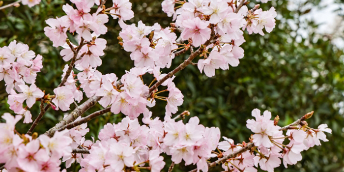 秋田県鹿角市の花　紅山桜
