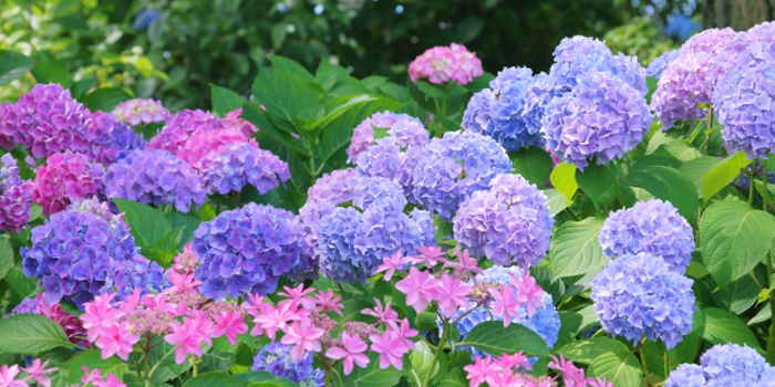 秋田県北秋田市の花 あじさい