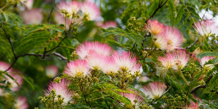 秋田県にかほ市の花　ネムの花