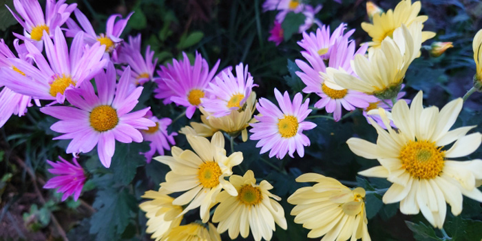 大館市の花 菊