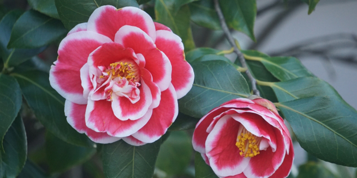 秋田県男鹿市の花 ツバキ