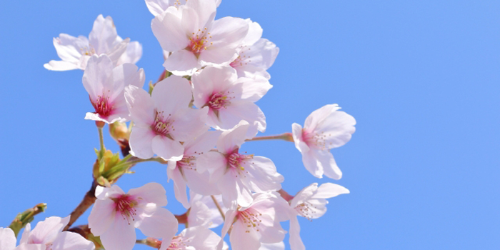 秋田県仙北市の花 サクラ