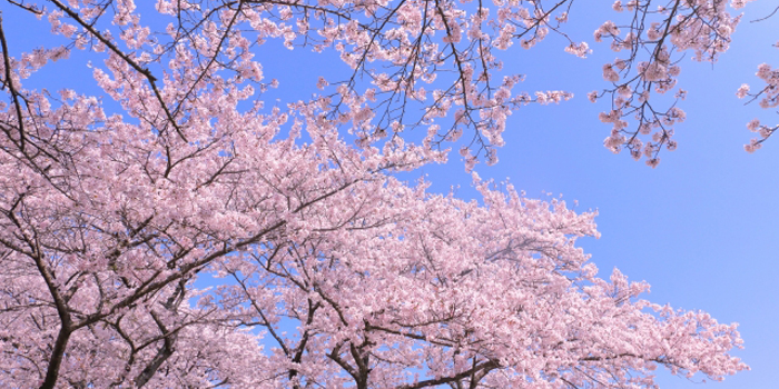 秋田県由利本荘市の花　さくら