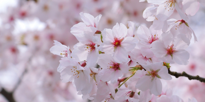 秋田県湯沢市の花 さくら