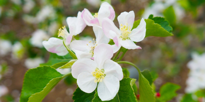 青森県の花　りんごの花
