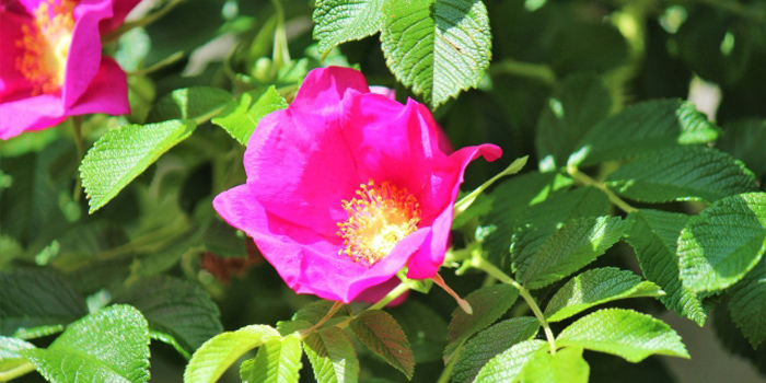 青森県青森市の花 はまなす