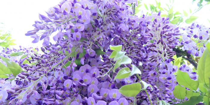 青森県南津軽郡藤崎町の花 ふじ