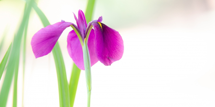 青森県五所川原市の花　ノハナショウブ