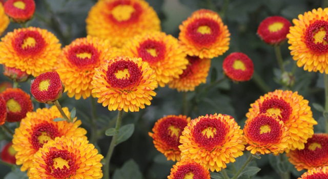 青森県八戸市の花　キク