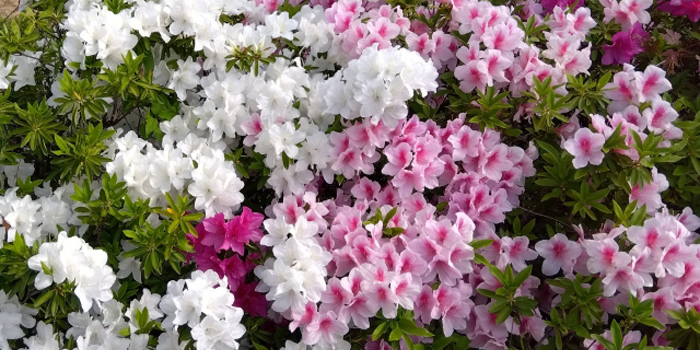 青森県三戸郡階上町の花　つつじ