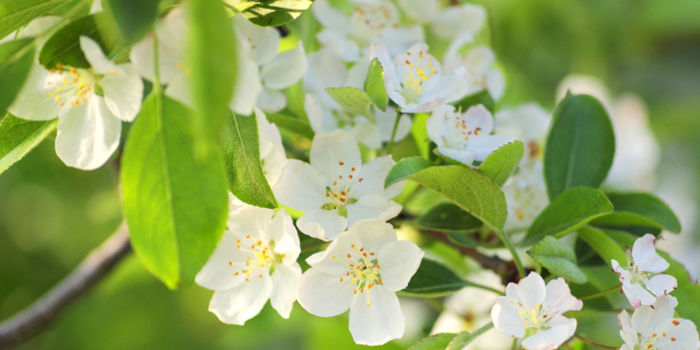 青森県八戸市の花　リンゴ