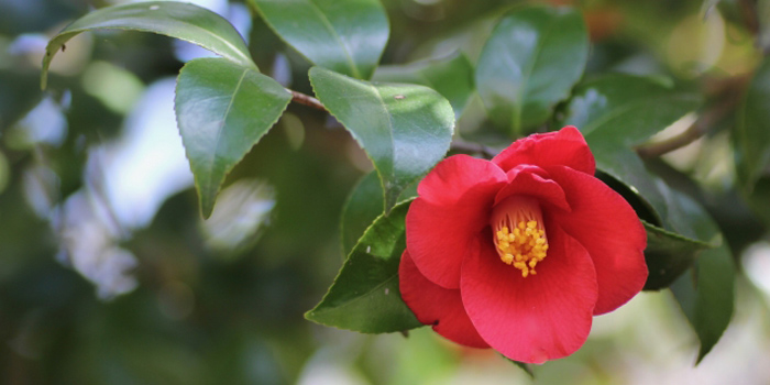 青森県東津軽郡平内町の花 ツバキ