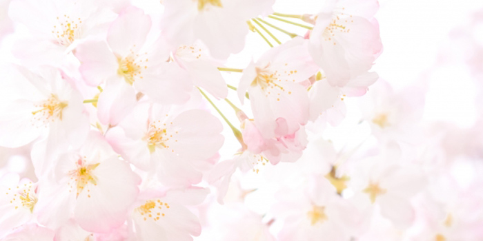 青森県弘前市の花 さくら