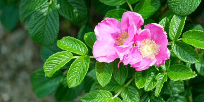 青森県下北郡風間浦村の花 はまなす