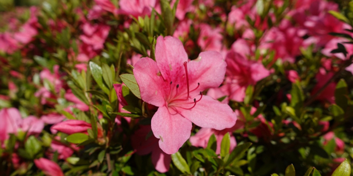 青森県三沢市の花 さつき