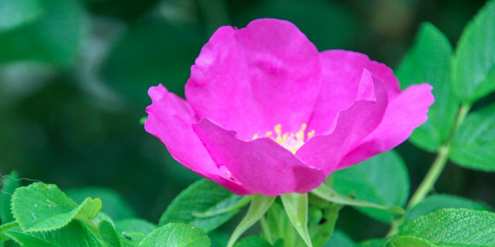 青森県むつ市の花 はまなす