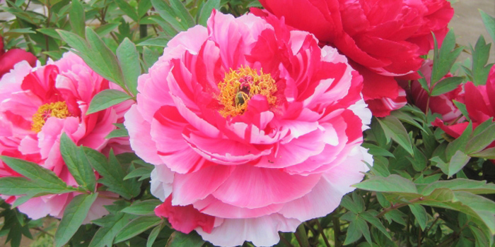 青森県三戸郡南部町の花 牡丹