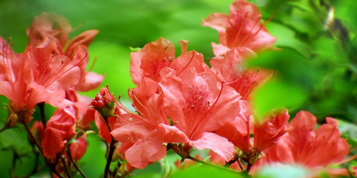 青森県中津軽郡西目屋村の花 やまつつじ