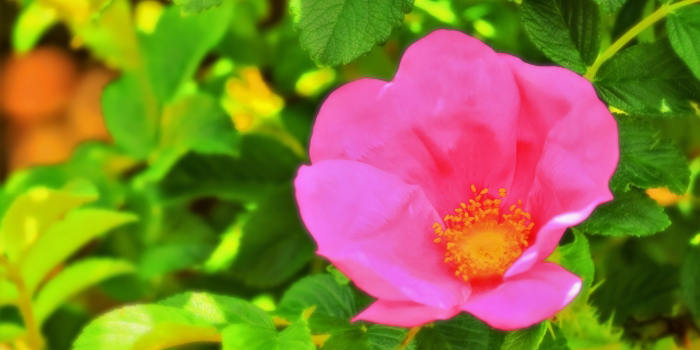 青森県上北郡野辺地町の花 はまなす