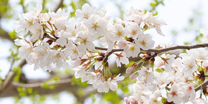 青森県上北郡おいらせ町の花　さくら