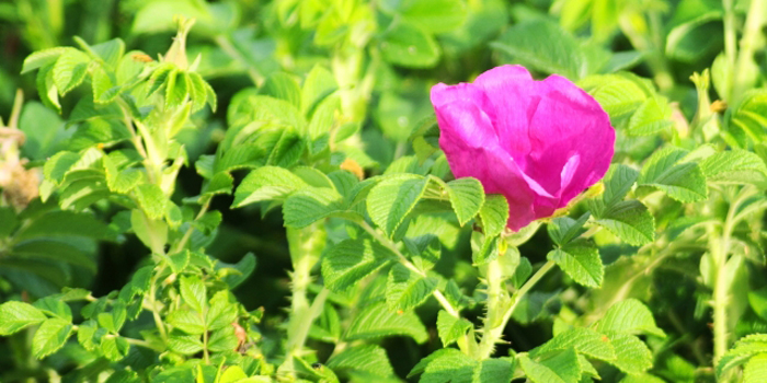 下北郡大間町の花　ハマナス